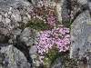 12. Febus en Flora (1)